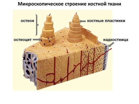 Изотопная маркировка костной ткани