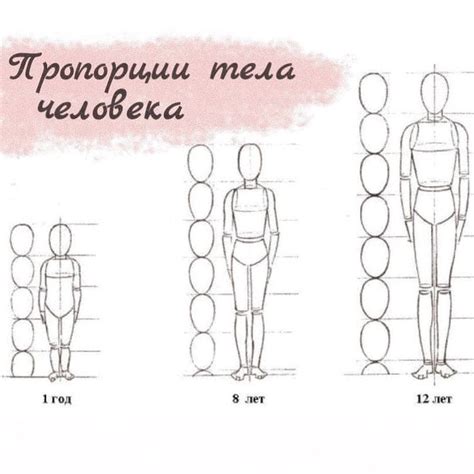 Изучаем базовые пропорции тела