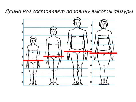 Изучайте пропорции и анатомию ног