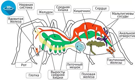 Изучение анатомии Человека-паука