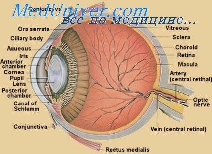 Изучение анатомии глаза