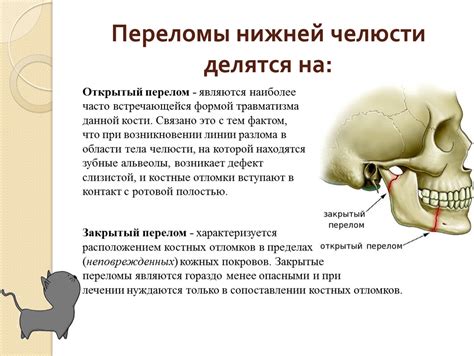 Изучение анатомии и механизмов движения челюсти