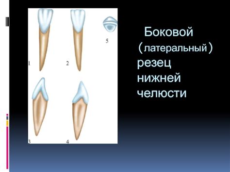 Изучение анатомии клыков