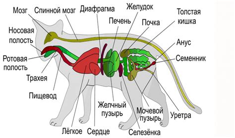 Изучение анатомии кота