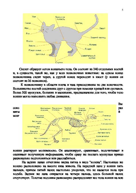 Изучение анатомии кошки