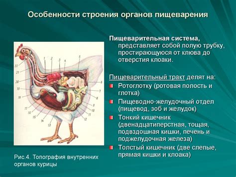 Изучение анатомии петуха