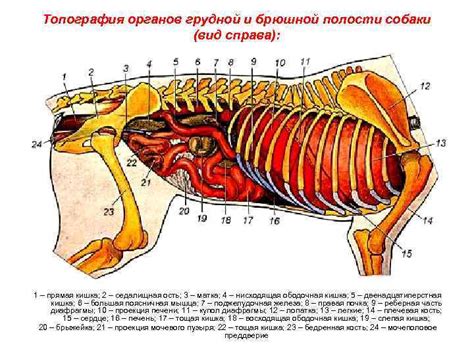 Изучение анатомии собаки