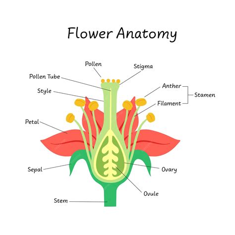 Изучение анатомии цветов
