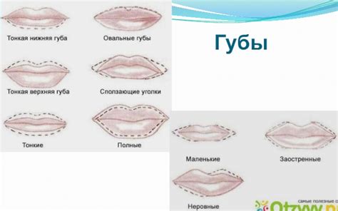 Изучение основных форм губ