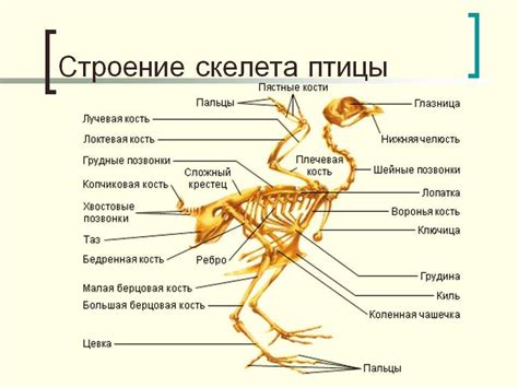 Изучение основных черт птицы