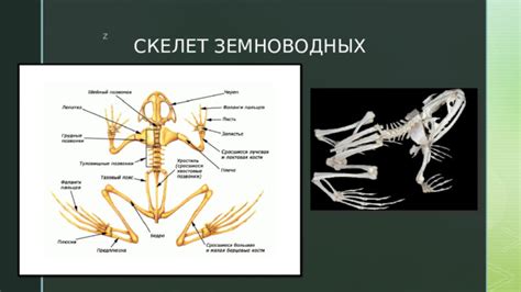 Изучение особенностей животных