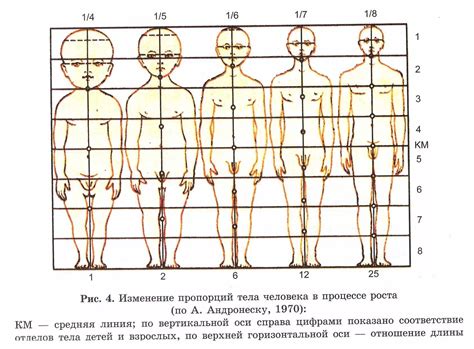 Изучение пропорций тела человека