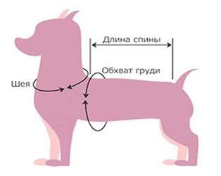 Изучение размеров собаки