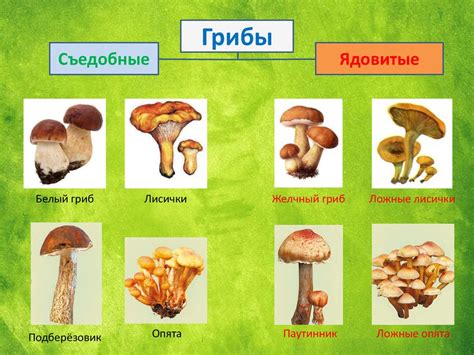 Изучение разновидностей несъедобных грибов и особенности их рисования