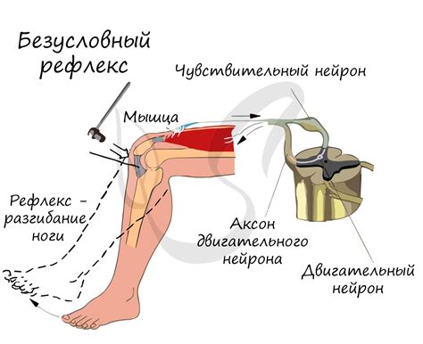 Изучение условного рефлекса