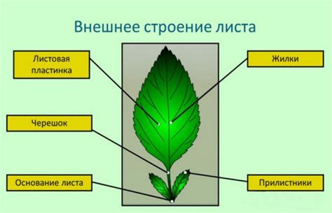 Изучение формы и структуры листа