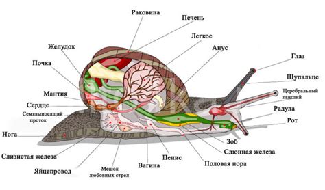 Изучение цвета тела улитки