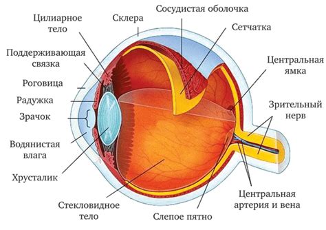 Изучите анатомию глаза и его особенности в низком положении