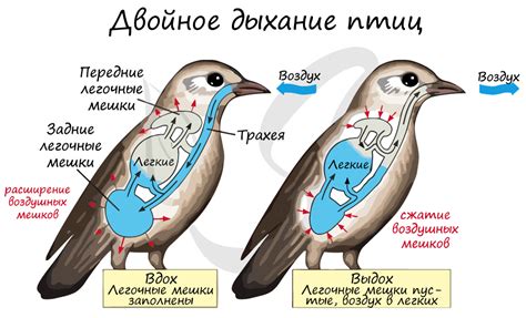 Изучите анатомию и особенности птицы