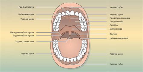 Изучите основные части рта