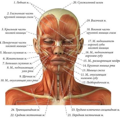 Изучите основы анатомии человеческого лица