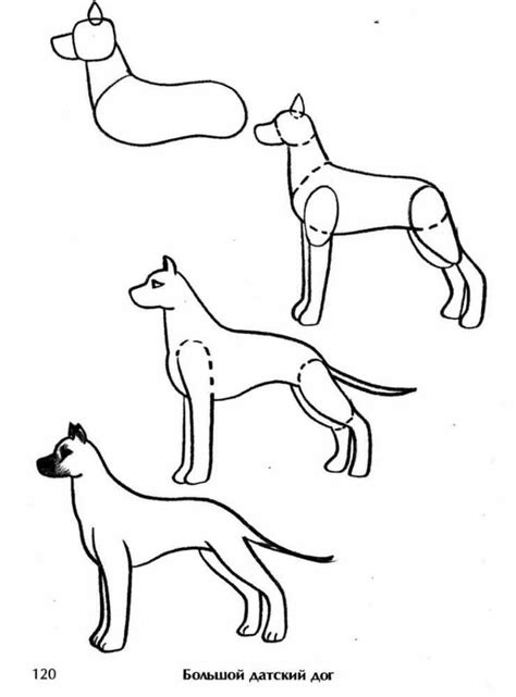 Изучите основы рисования собаки