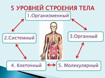 Изучите особенности анатомии