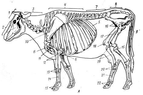 Изучите особенности анатомии коровы