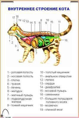 Изучите особенности кошачьей анатомии