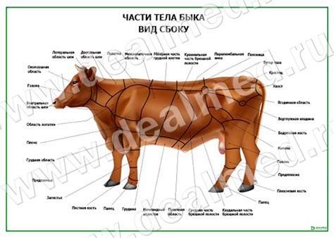 Изучите форму тела быка