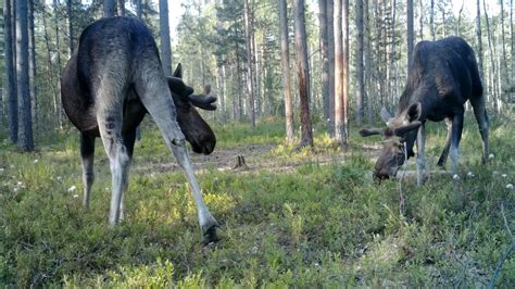 Изучить привычки, поведение и пути миграции рогатых лосей