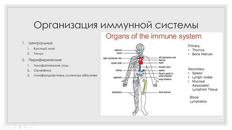 Иммунная система и высыпания на носу