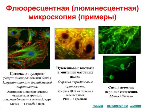 Иммунологические методы исследования: флюоресцентная микроскопия, иммуногистохимия