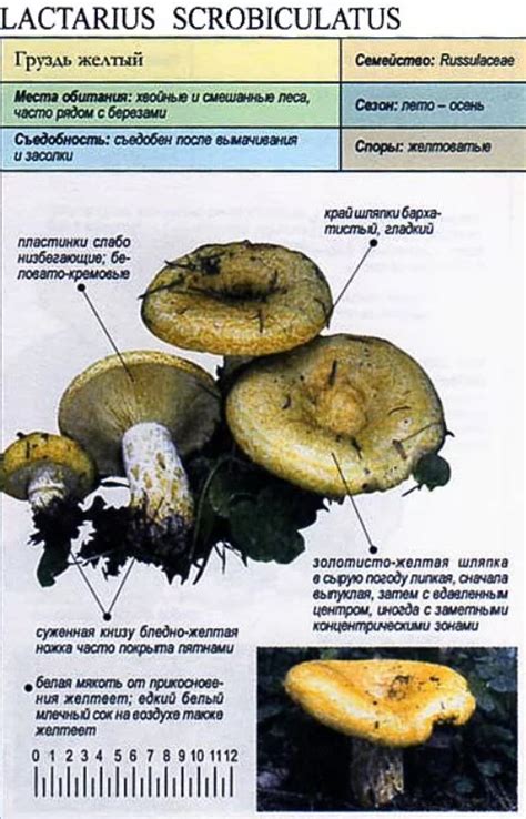 Ингредиенты для рецепта желтого гриба с ежевикой