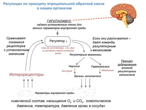 Индивидуальные механизмы регуляции