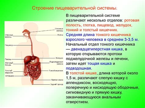 Индивидуальные особенности пищеварительной системы