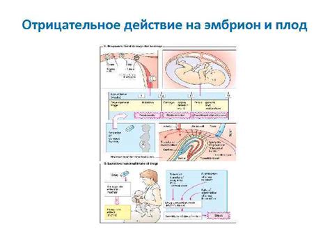 Индивидуальные особенности реакции организма