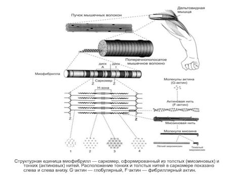 Индикаторы активности и эффективности толстых миозиновых нитей