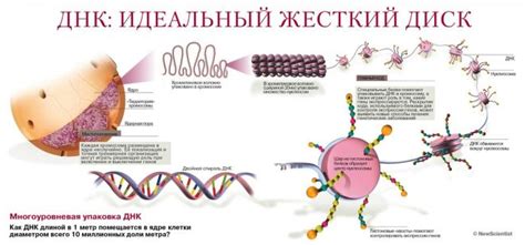 Инстинкт и генетическая программа