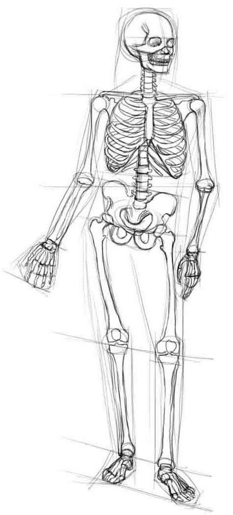 Инструкция: как нарисовать скелет человека для детей - пошаговый урок