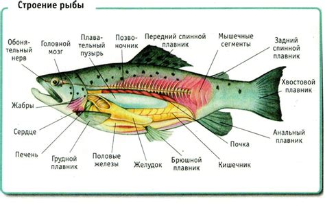 Инструкция: построение рыбы в Excel