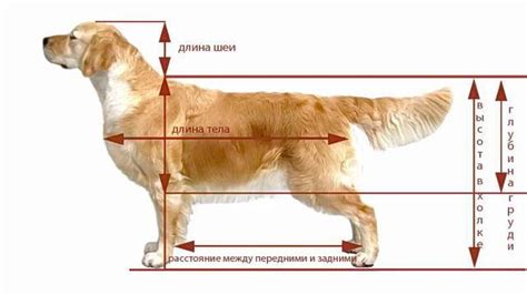 Инструкция по правильному замеру роста