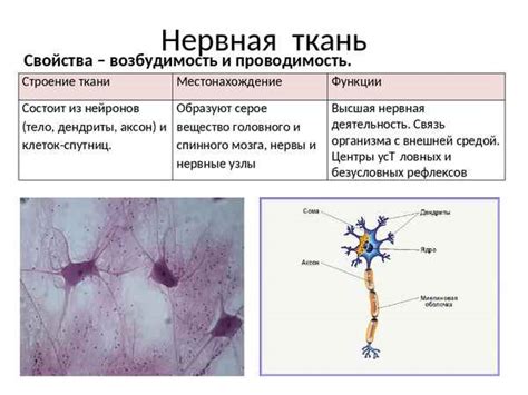 Инструкция по рисованию нервной ткани для новичков