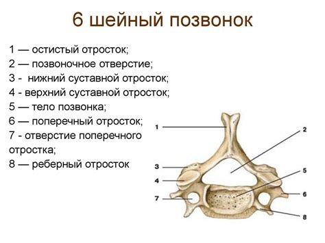 Инструменты, необходимые для рисования схемы шейного позвонка