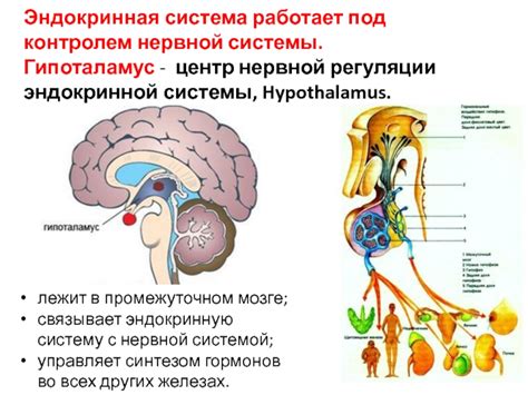 Интеграция нервной и эндокринной систем