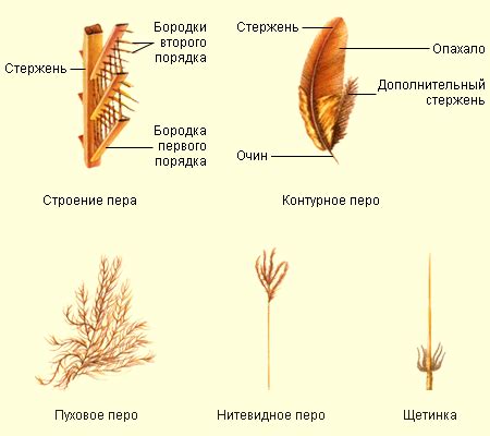 Интеллект и организация: что общего у птицы и предмета