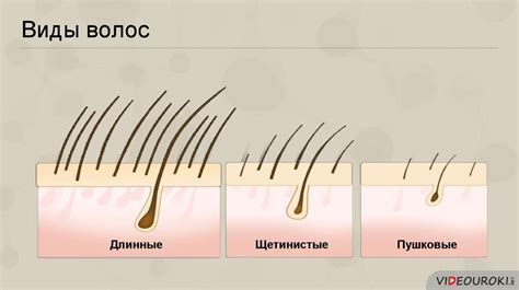 Интенсивность роста волос