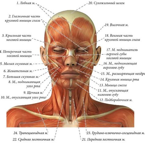 Интенсивные упражнения на подтяжку мышц лица и шеи