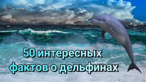 Интересные факты о дельфинах и рыбках