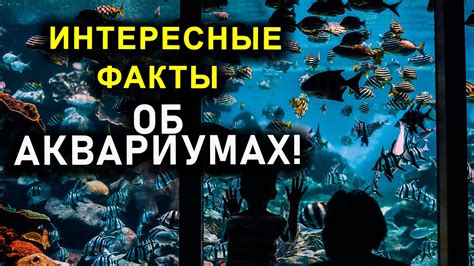 Интересные факты о животных и аквариумах